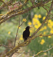 Turdus merula cabrerae