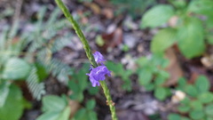 Stachytarpheta urticifolia