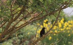 Turdus merula cabrerae