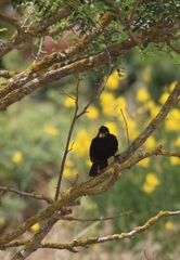 Turdus merula cabrerae
