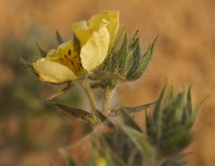 Potentilla astracanica