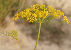 Ferula caspica