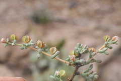 Tetraena chrysopteros