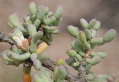 Tetraena chrysopteros