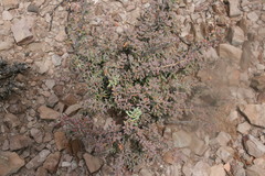 Tetraena chrysopteros