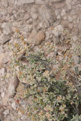 Tetraena chrysopteros