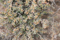 Tetraena chrysopteros