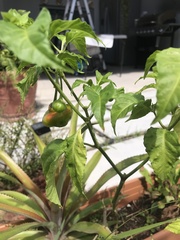 Capsicum
