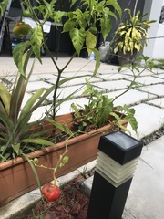 Capsicum