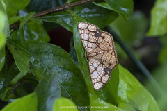 Heterostegane subtessellata