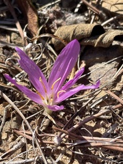 Colchicum filifolium
