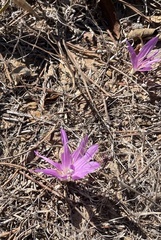 Colchicum filifolium