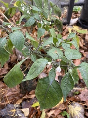 Solanum nigrum