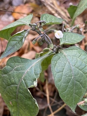 Solanum nigrum