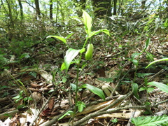 Disporum sessile