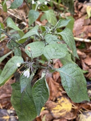 Solanum nigrum