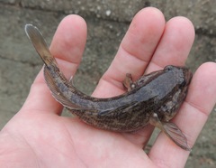 Neogobius fluviatilis