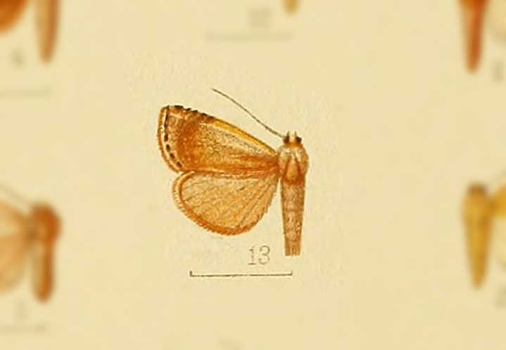 Mimasura strigicostalis