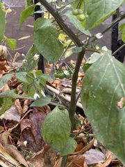 Solanum nigrum