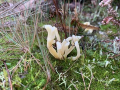 Clavaria argillacea