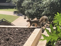 Sciurus niger
