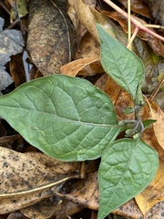 Solanum nigrum