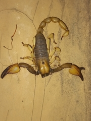 Opistophthalmus