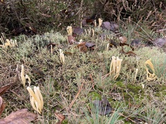 Clavaria argillacea