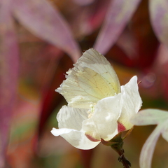 Abaeis mexicana