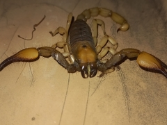 Opistophthalmus