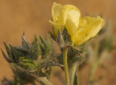 Potentilla astracanica