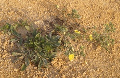 Potentilla astracanica