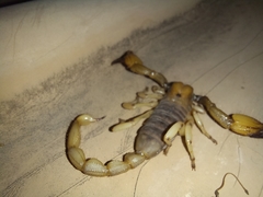 Opistophthalmus