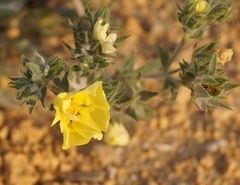 Potentilla astracanica