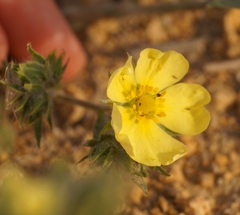 Potentilla astracanica