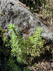 Sedum goldmanii