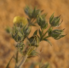 Potentilla astracanica