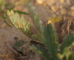 Potentilla astracanica