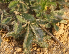 Potentilla astracanica