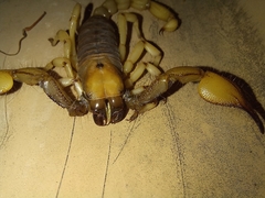 Opistophthalmus