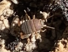 Myrmecophilus nebrascensis