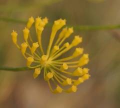 Ferula caspica
