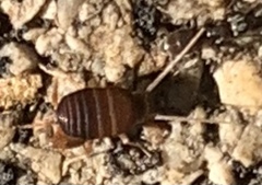 Myrmecophilus nebrascensis