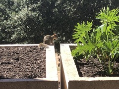 Sciurus niger
