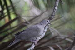 Streptopelia decaocto