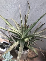 Aloe vera