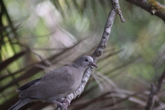 Streptopelia decaocto