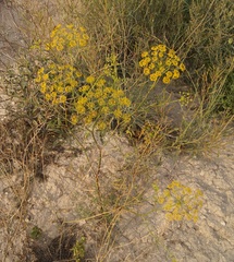 Ferula caspica