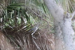 Streptopelia decaocto