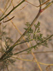 Ferula caspica